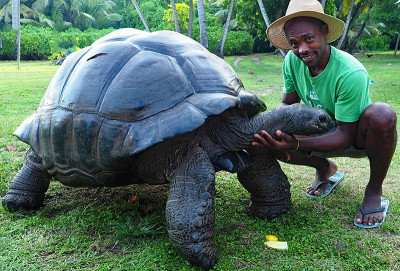 Гигантские черепахи Галапагосских островов
