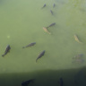 Большие рыбины в водах канала