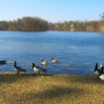 Озеро в парке ,дикие гуси,  вдали - моноптер