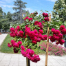 Розы в городе Несебр