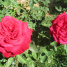 Розы в городе Несебр
