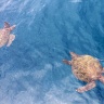 Морские черепахи в Мексике