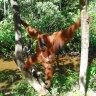 Орангутан