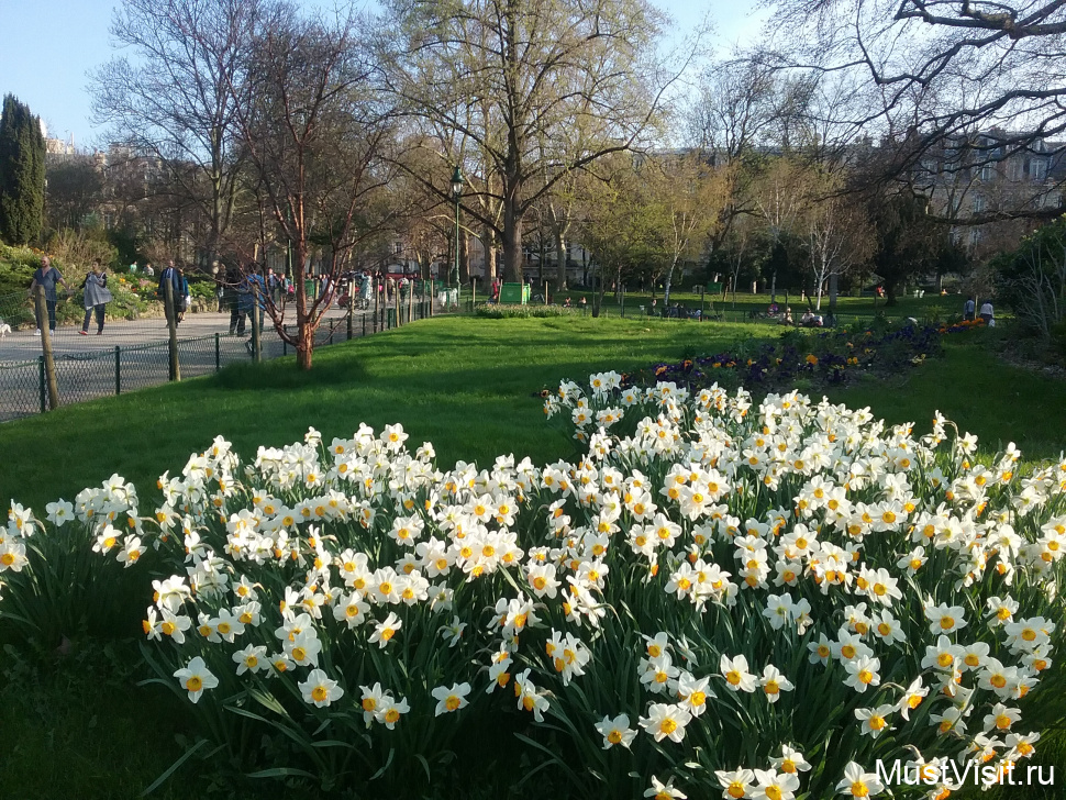 Красиво цветут нарциссы в парке.