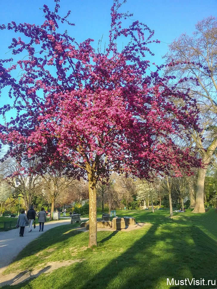 Красиво цветут деревья в конце марта