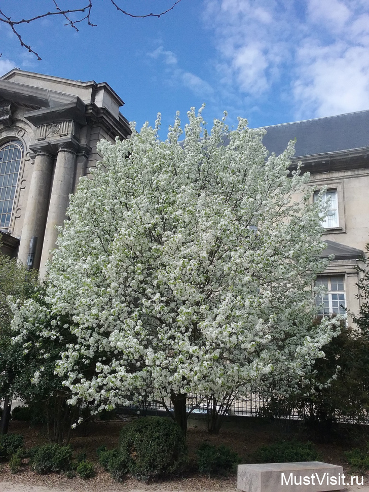 Весеннее цветение в городе Реймсе.