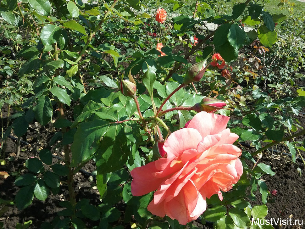 Розы в Долине роз в Кисловодске.