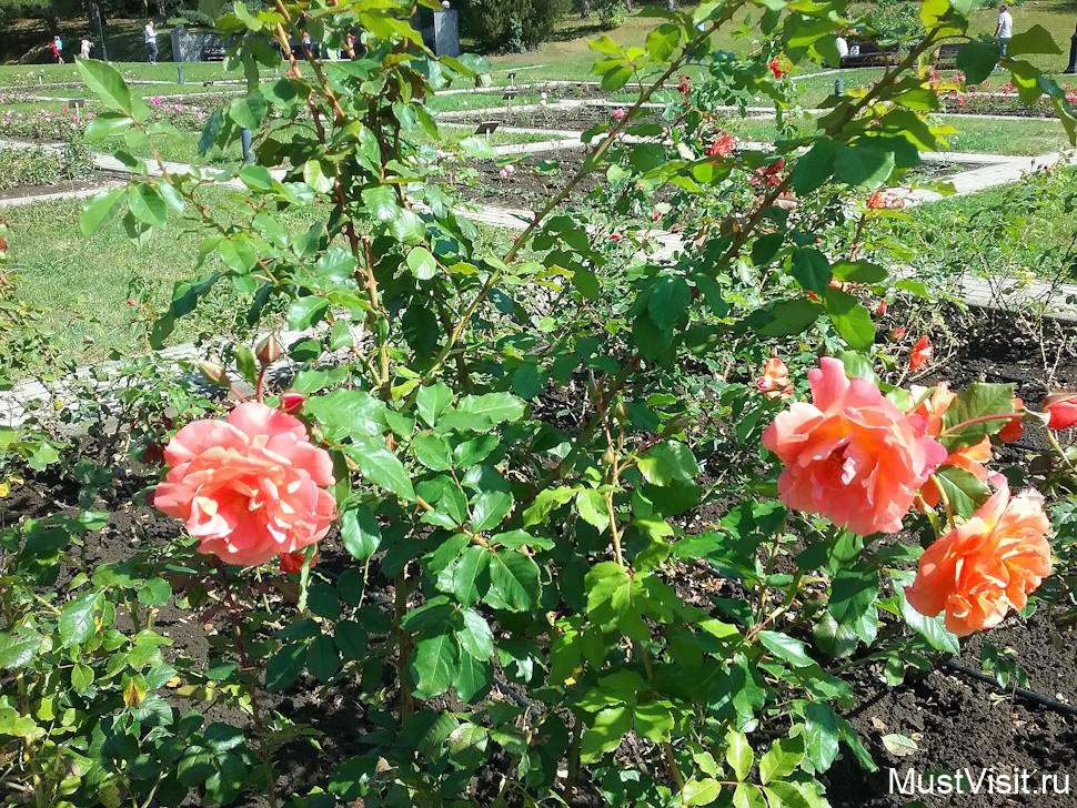 Розы в Долине роз в Кисловодске