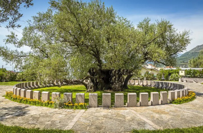 2000-летняя маслина в Баре