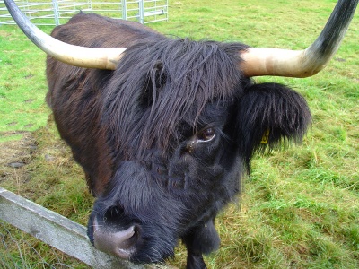 Шотландские коровы