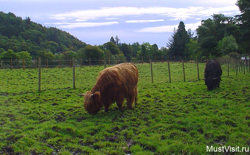 Шотландские коровы