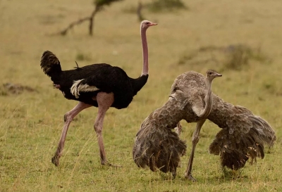 Африканский страус- самая большая птица в мире