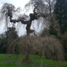 Дворцово-парковый ансамбль Версаль. Вот такое живописное дерево.