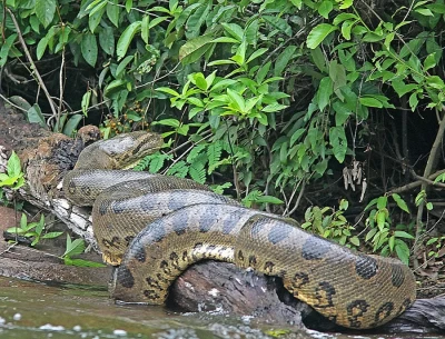 Анаконда-самая крупная змея в мире