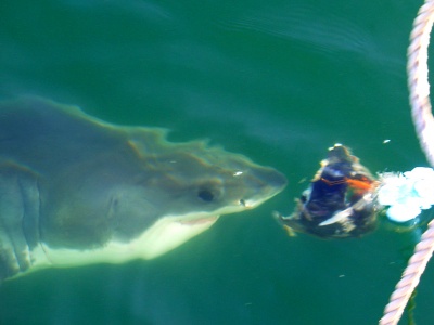 Погружение с белыми акулами
