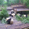 Питомник панд в Ченду