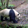Питомник панд в Ченду