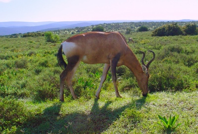 Антилопы ЮАР