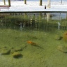 Рыбки плавают в водоемах парка
