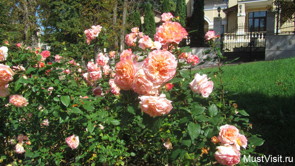 Каскадная лестница в Кисловодске, красивое цветочное оформление кустами роскошных роз..