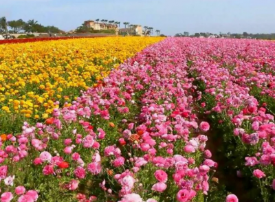 Долина роз в Болгарии