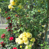 Долина роз и комплекс Дамасцена в Болгарии