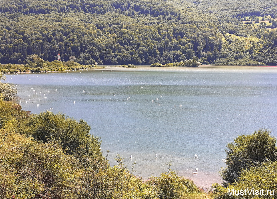 Озеро с лебедями