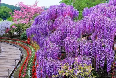 Парк цветов глициний Асикага