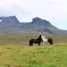 Исландские лошади