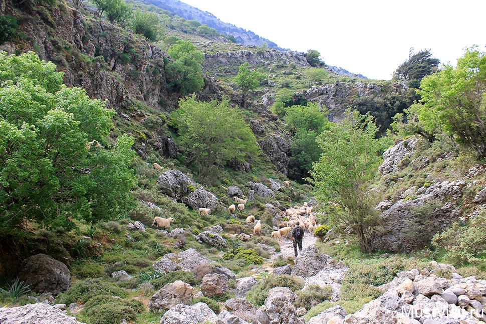Ущелье Имброс на о.Крит