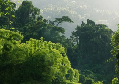 Дождевые леса Атсинанана Мадагаскара