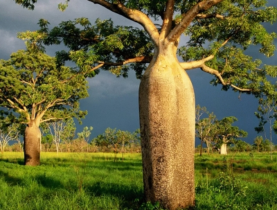 Бутылочное дерево
