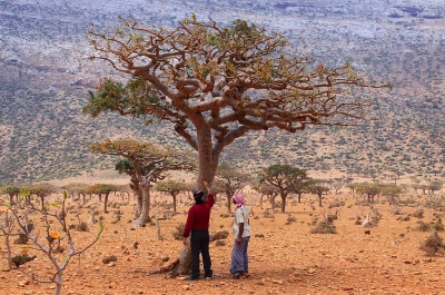 Деревья ладана в оазисе Вади-Дауках