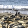 Лежбище морских слонов на Калифорнийском побережье Тихого океана.