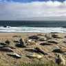 Лежбище морских слонов на Калифорнийском побережье Тихого океана.