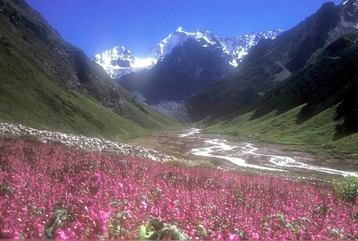 Национальные парки Нанда-Деви и Долина цветов