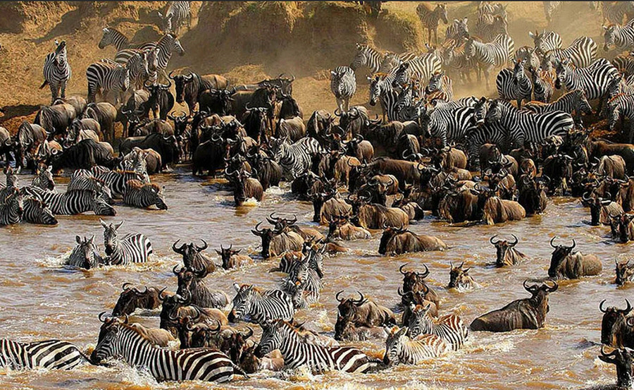 Национальный парк Масаи Мара во время Великой миграции животных
