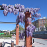 Апрельское цветение в Мадриде