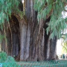 Дерево Туле-самое толстое в мире