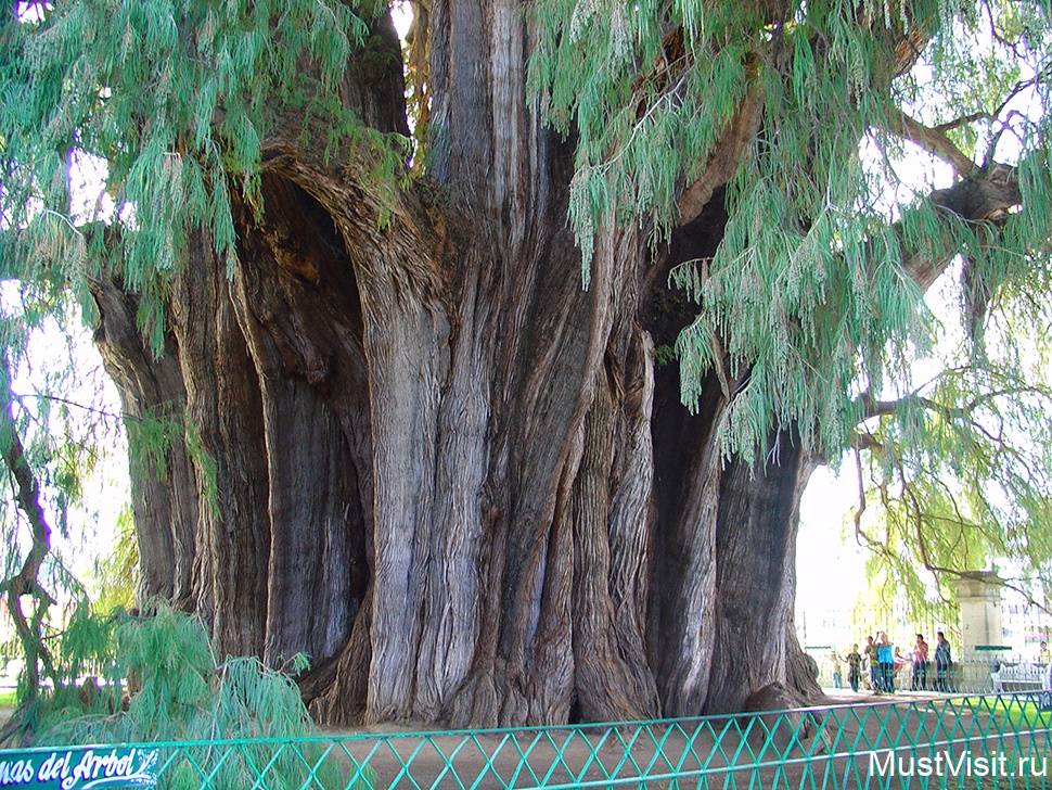Дерево Туле-самое толстое в мире