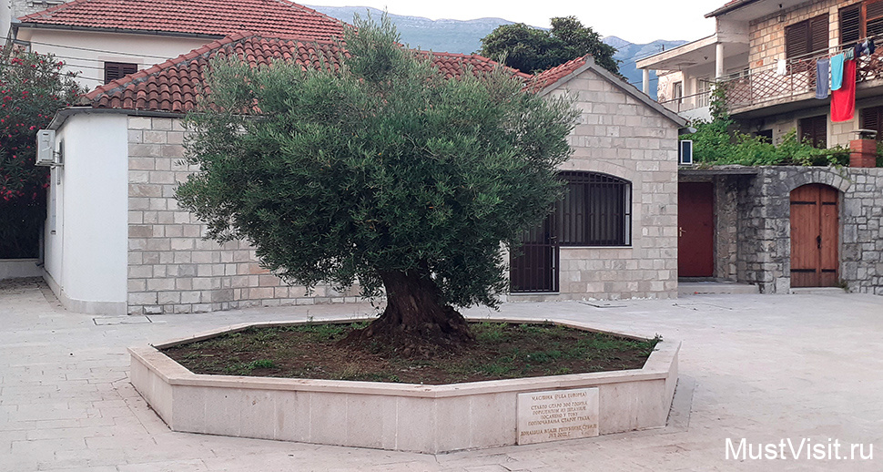 300-летняя маслина в Требине