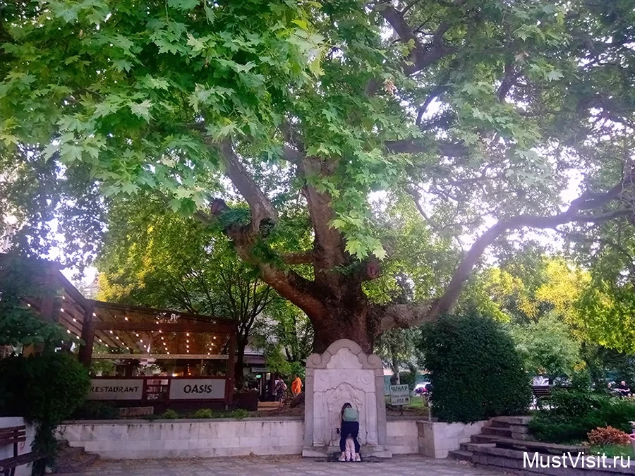 600-летнее дерево в Сандански