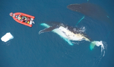 Синий кит-самое большое животное в мире