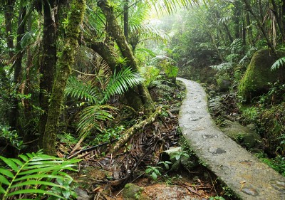 Национальный лес Эль-Юнке в Пуэрто-Рико