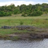 Острорылые крокодилы