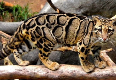 Тайваньский дымчатый леопард