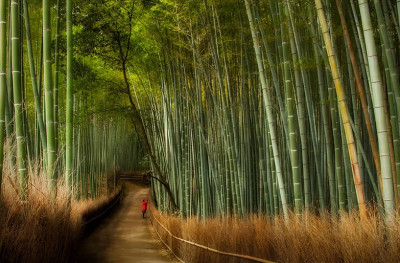 Damyang - бамбуковый лес