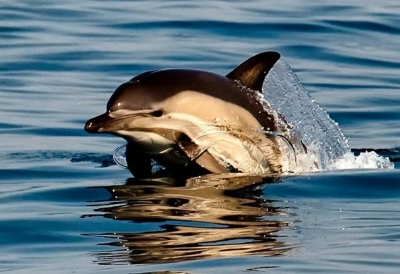 Обычный дельфин