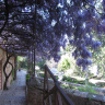 Цветут глицинии в Сады Хенералифе в Гранаде