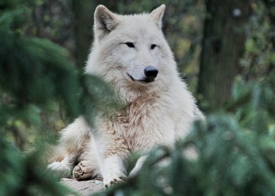 Японский волк